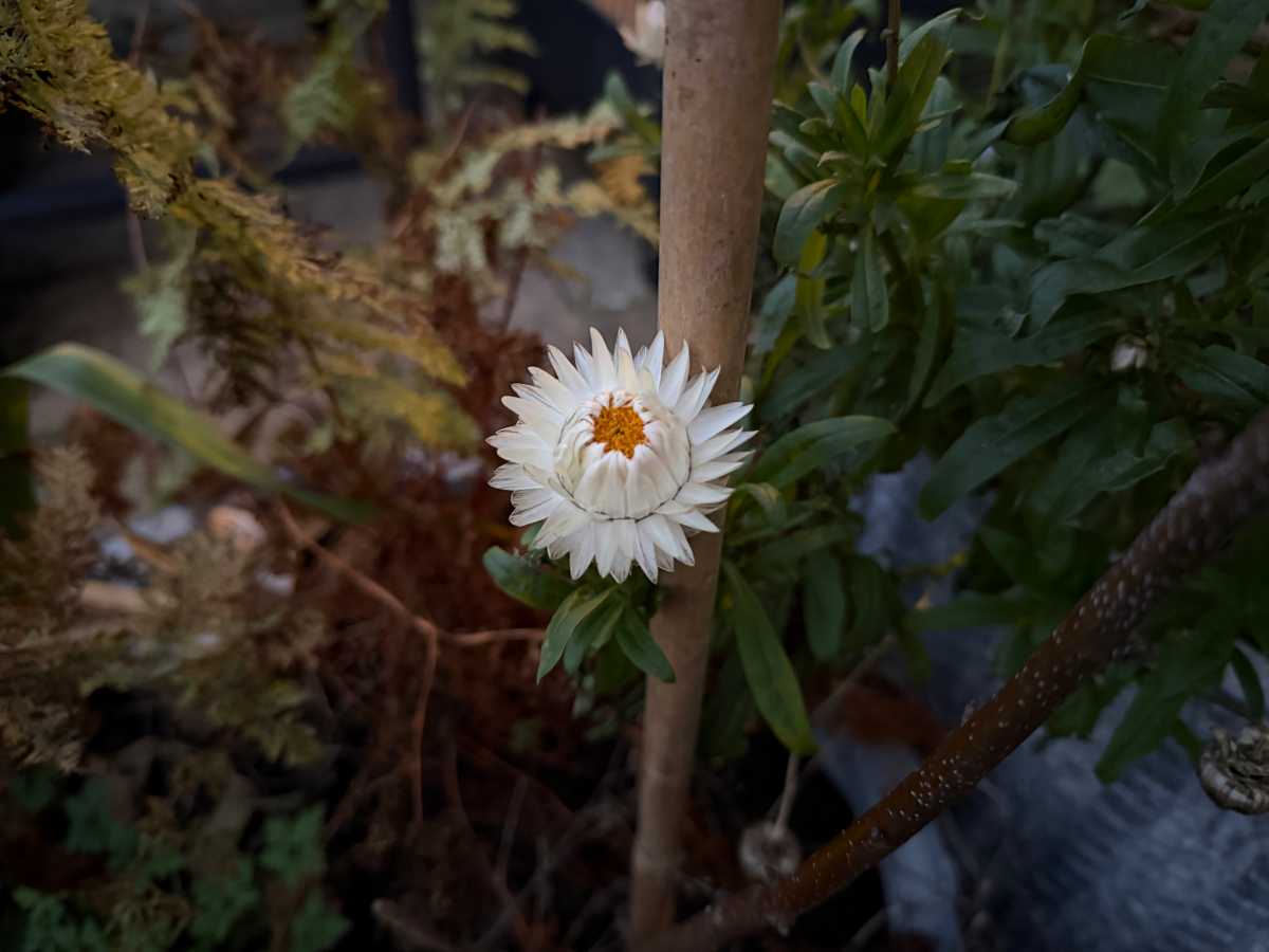 Apple iPhone 17 Pro camera sample flower low light