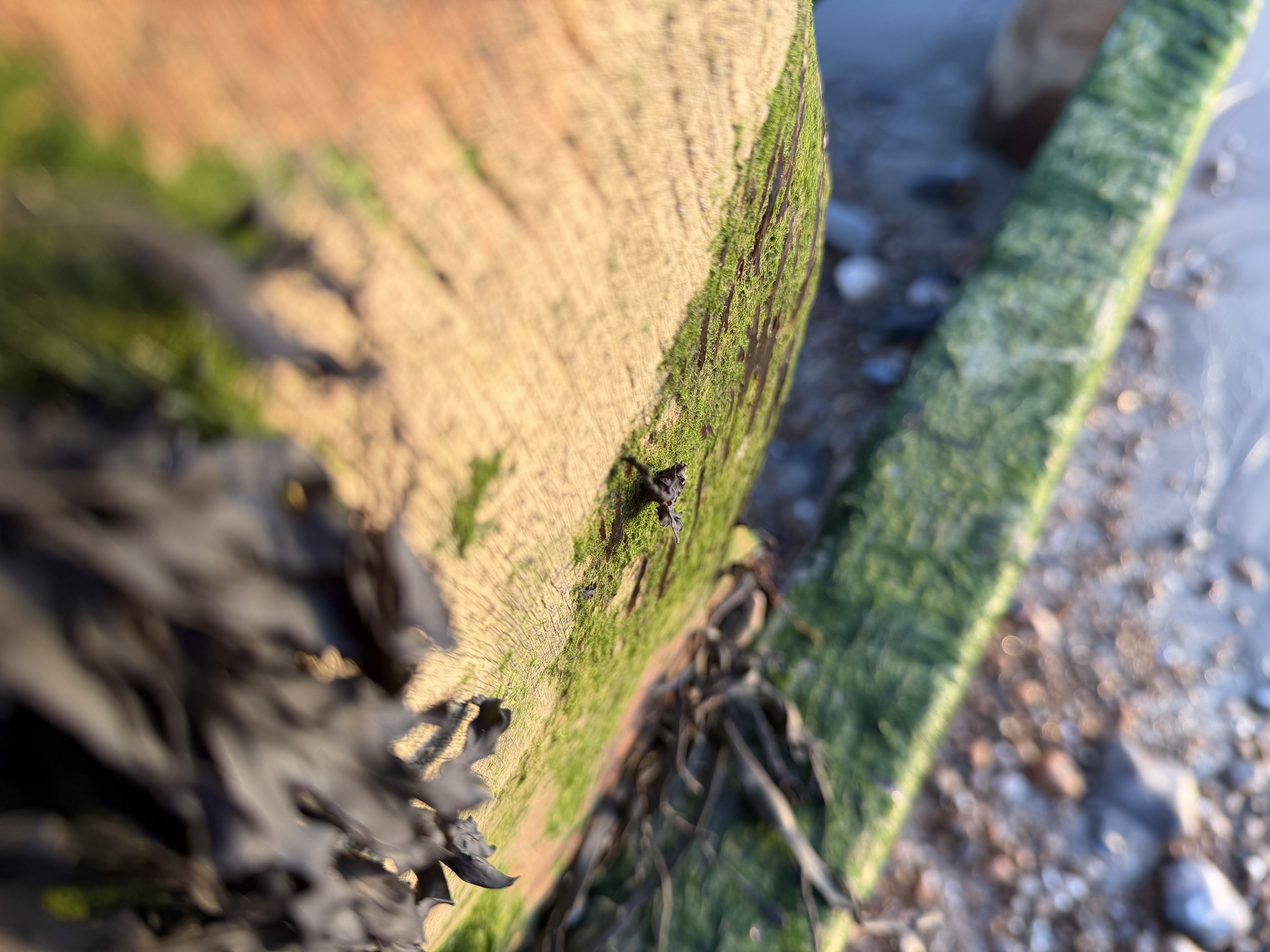 Apple iPhone 17 Pro camera sample macro main lens