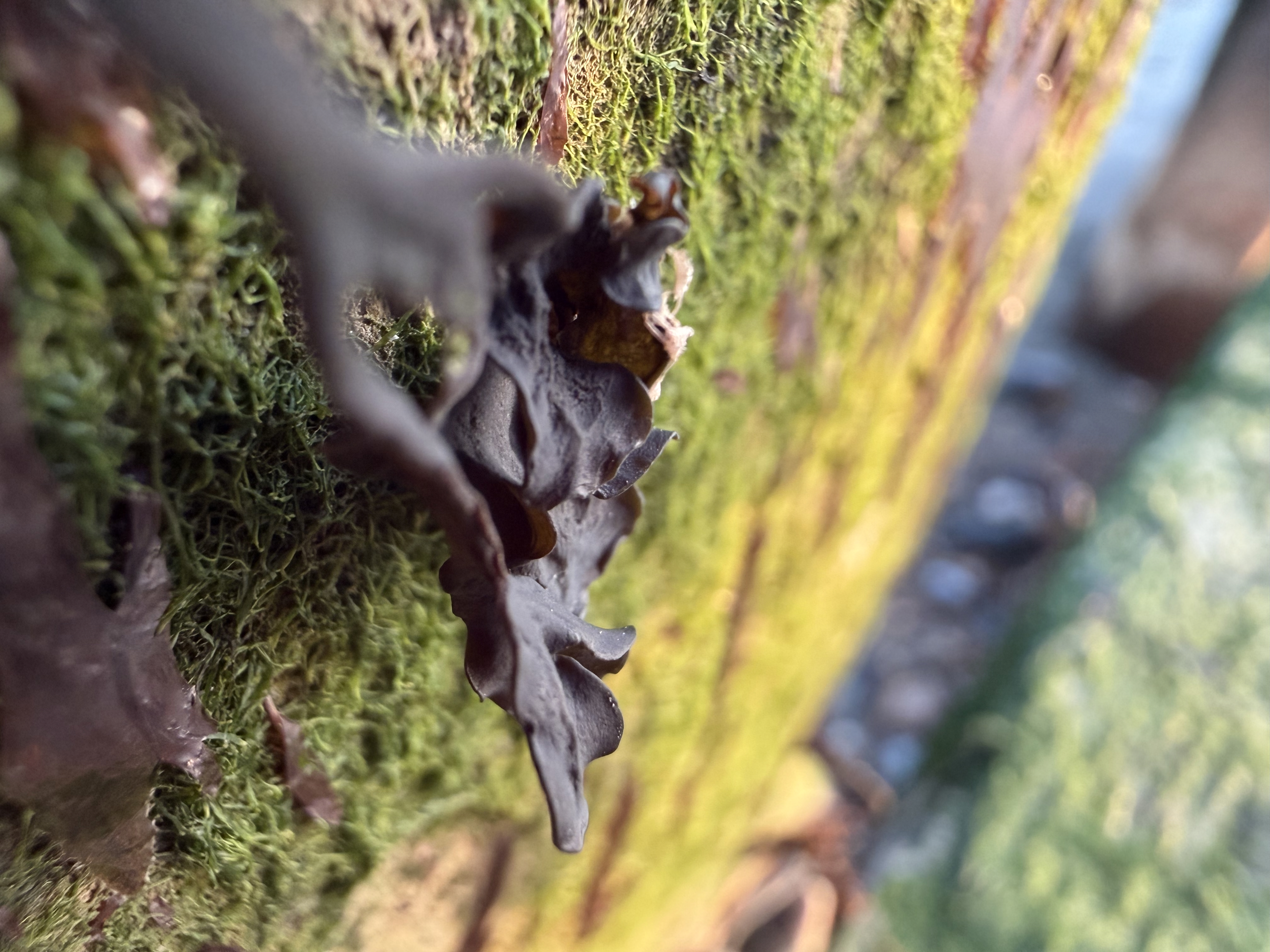 Apple iPhone 17 Pro camera sample macro ultrawide