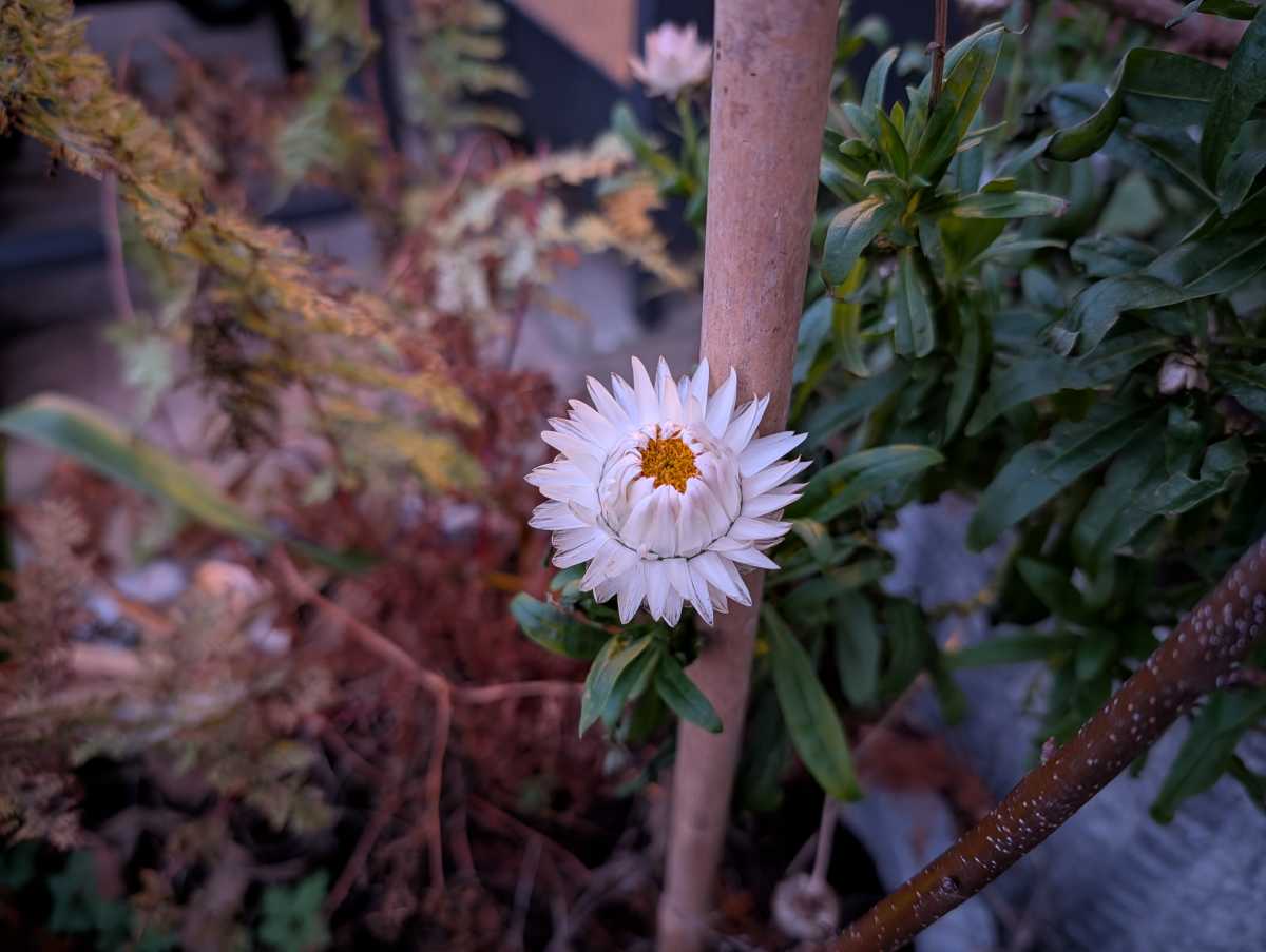 Google Pixel 10 Pro camera sample flower Night Sight