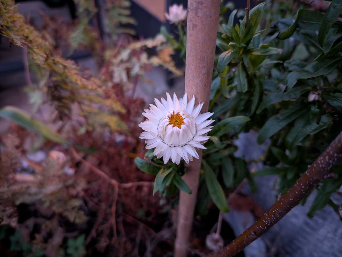 Google Pixel 10 Pro camera sample flower low light