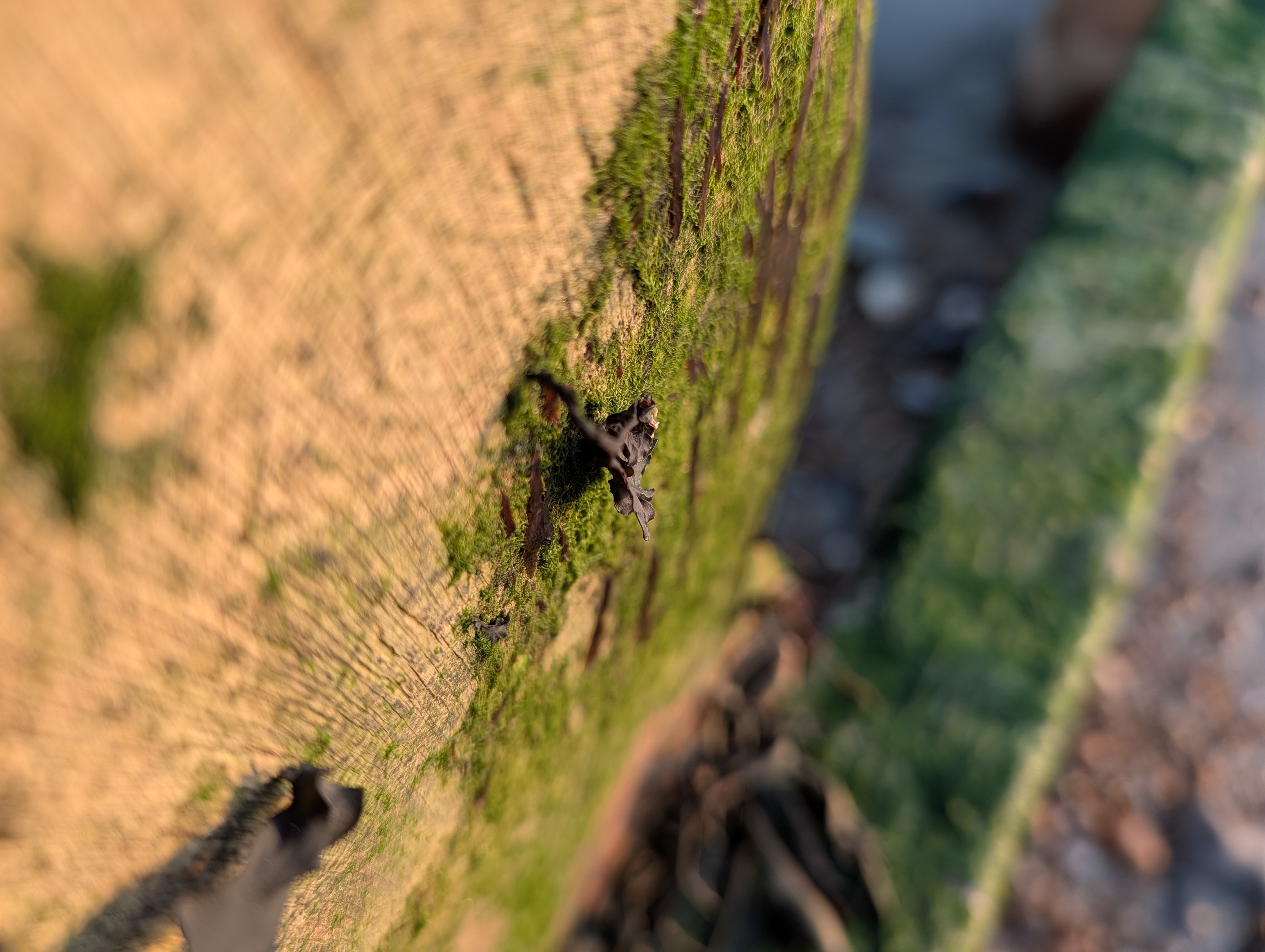 Google Pixel 10 Pro camera sample macro main lens