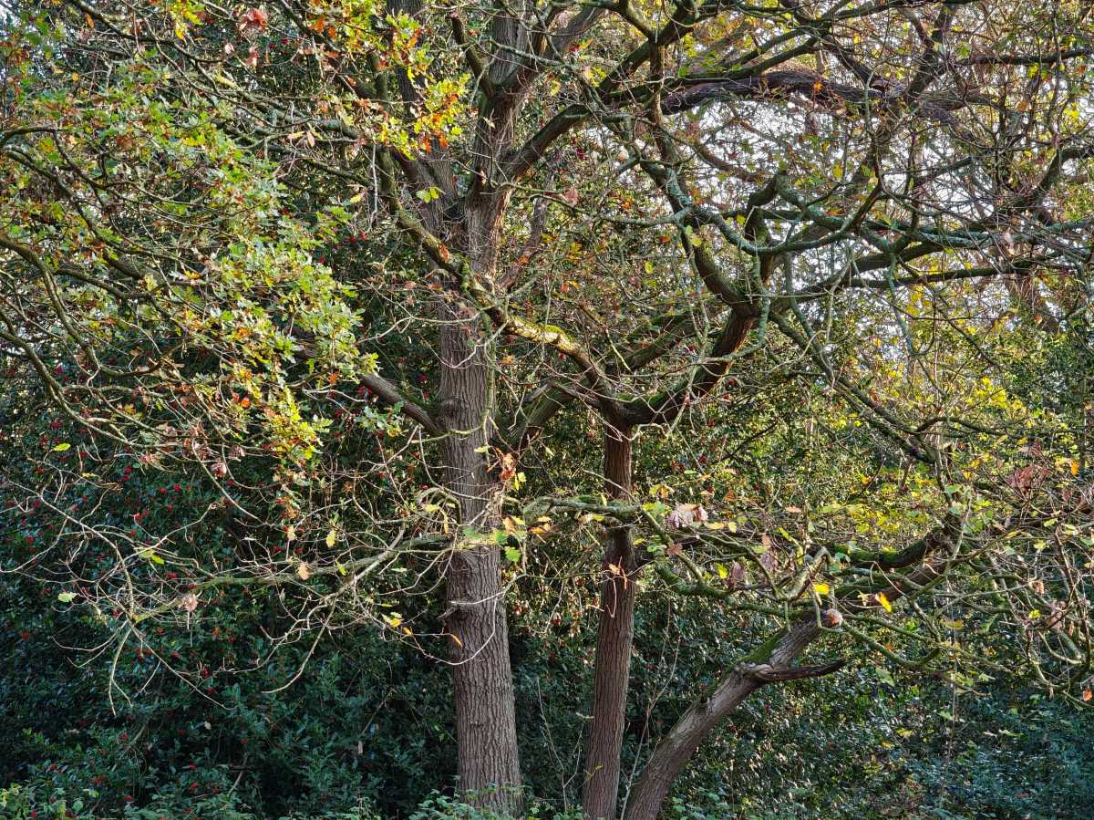 xiaomi poco f8 ultra camera sample 14