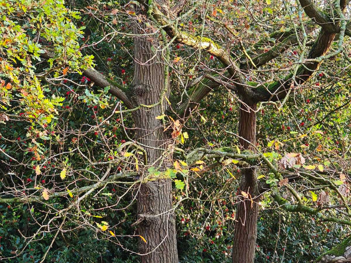 xiaomi poco f8 ultra camera sample 15