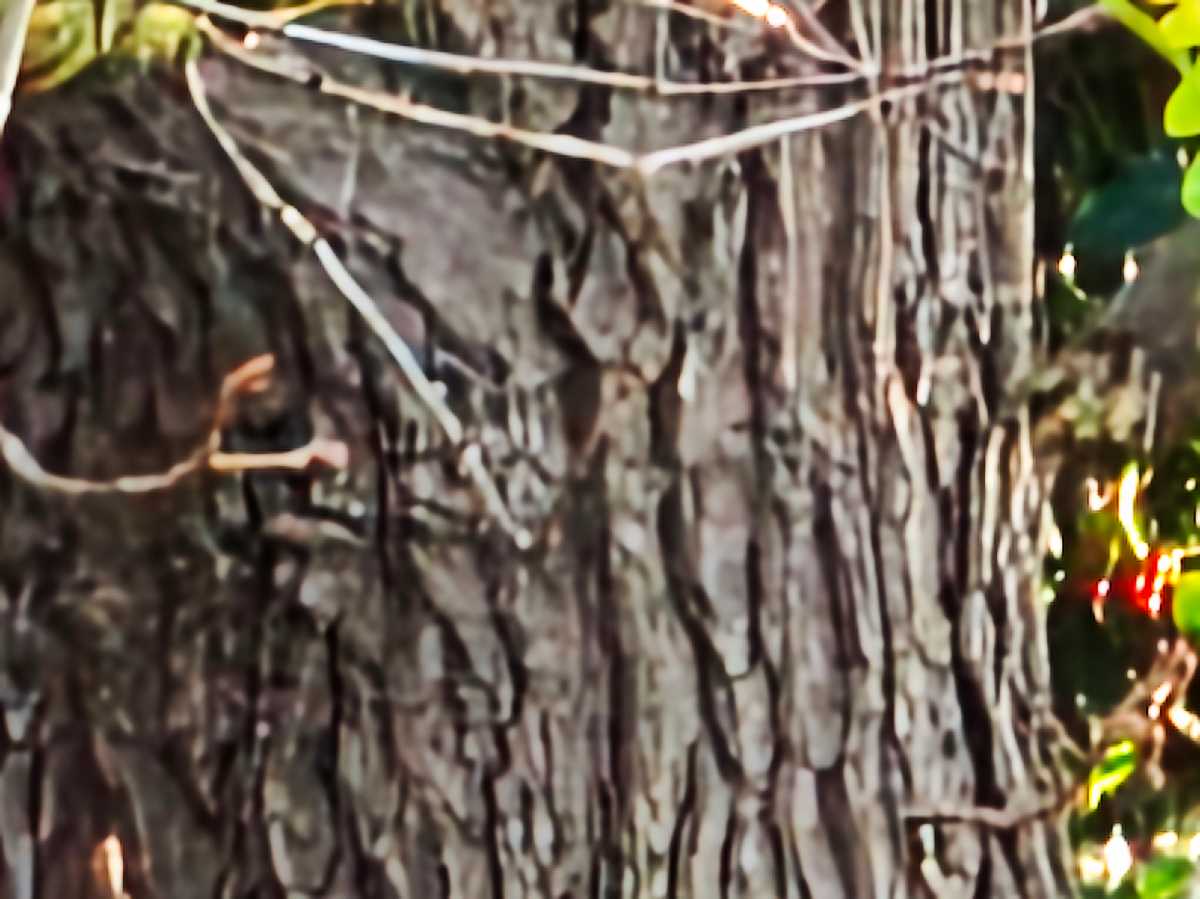 xiaomi poco f8 ultra camera sample 16