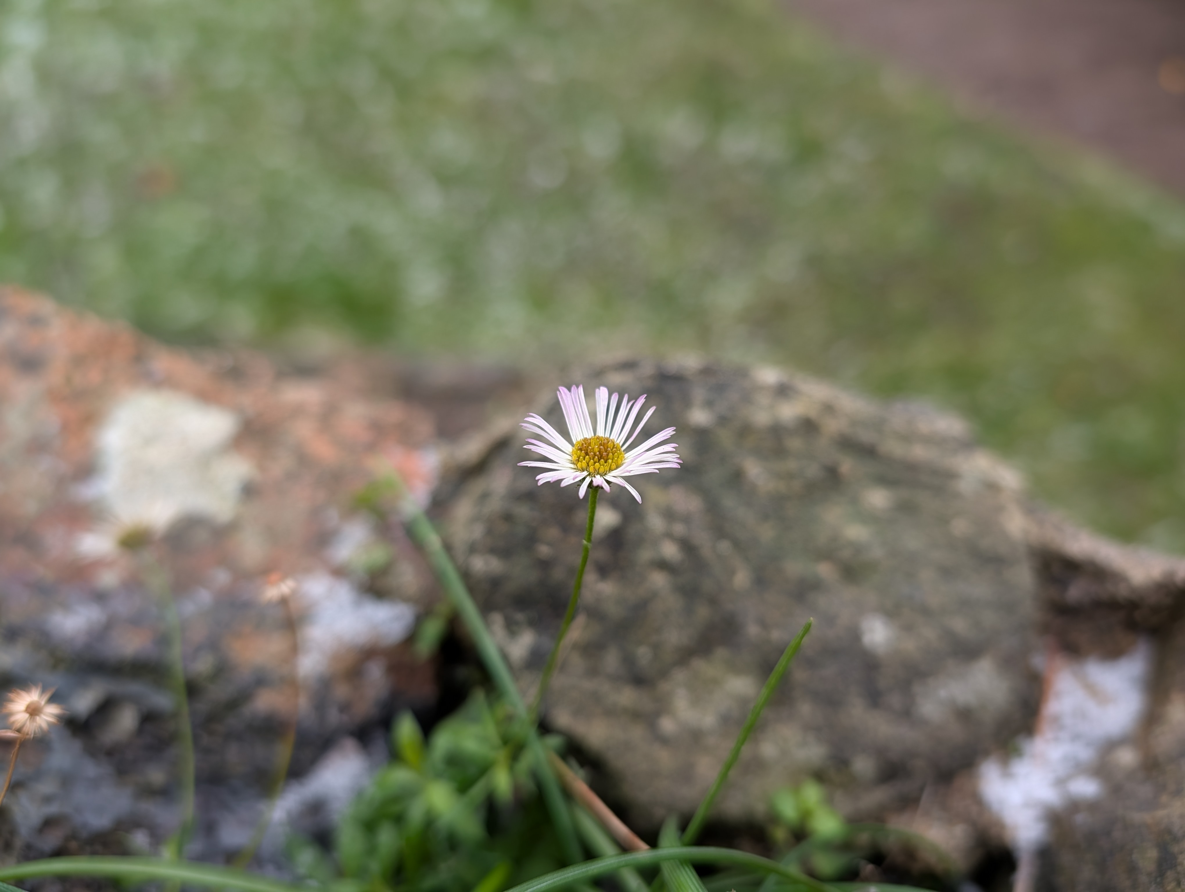 Google Pixel 10 Pro camera sample daisy macro main