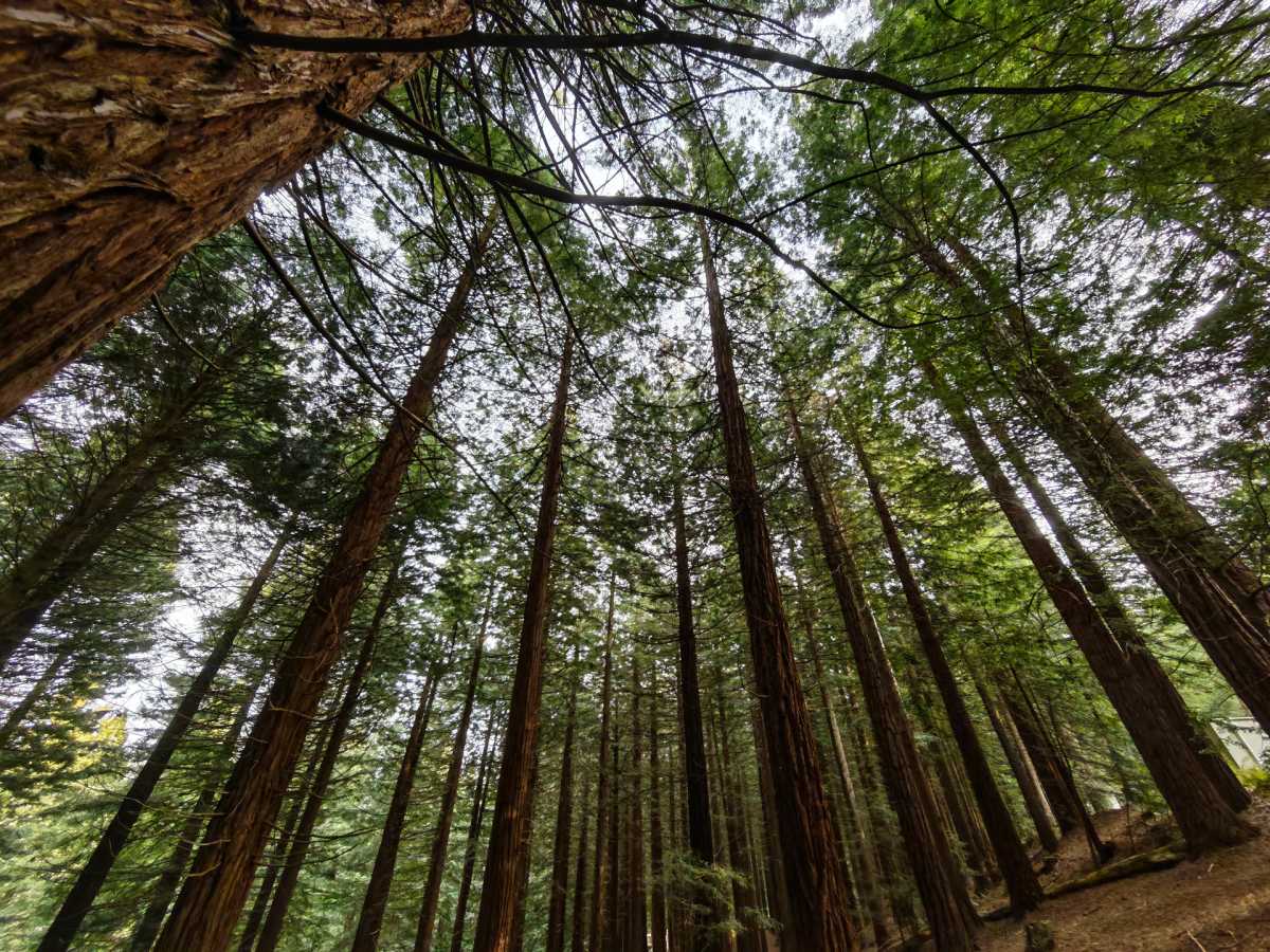 HonorMagic9Pro ultrawide