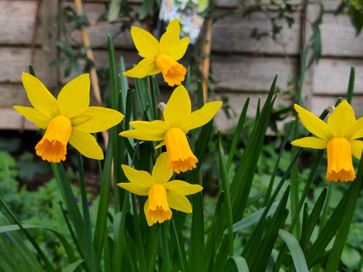 Poco M8 Pro camera sample