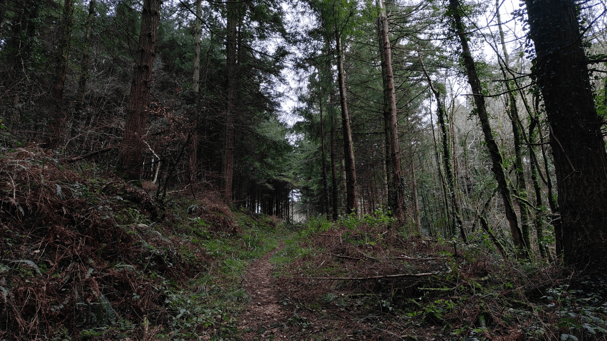 Redmagic 11 Air Forest