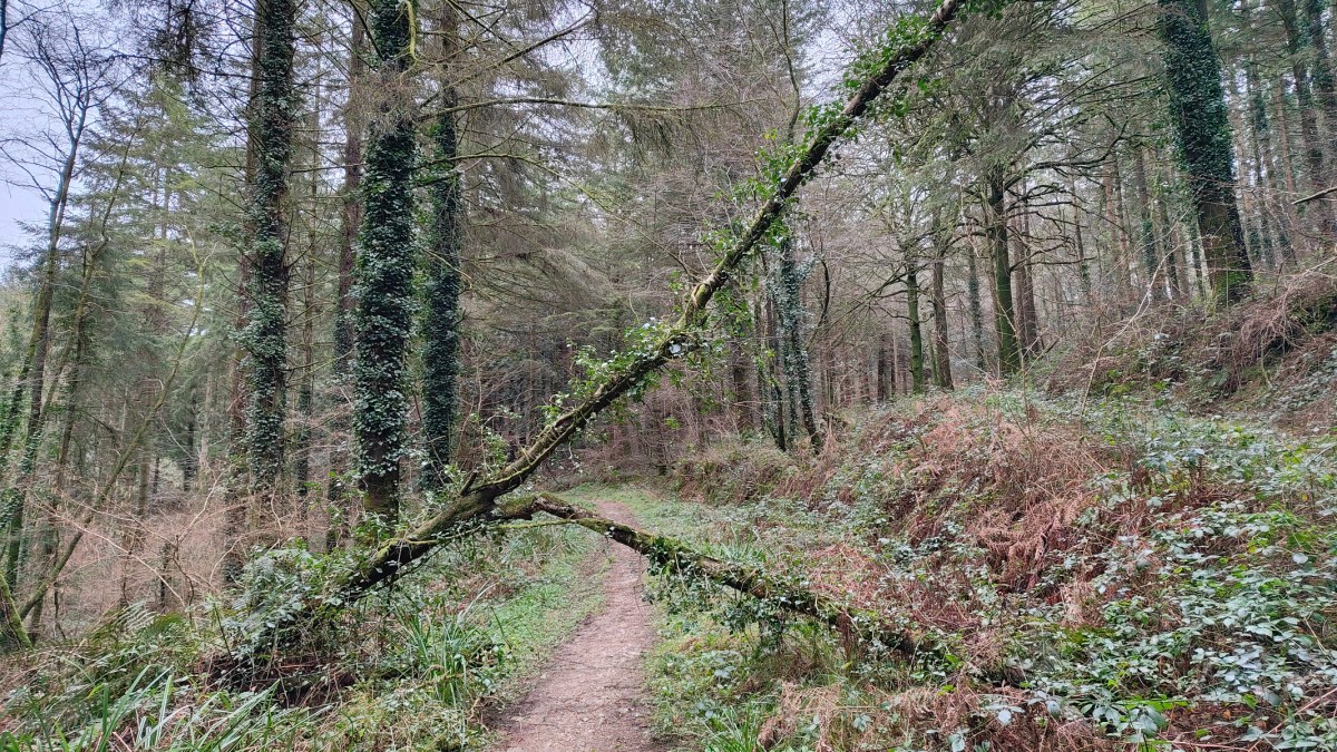 Redmagic 11 Air WOODS