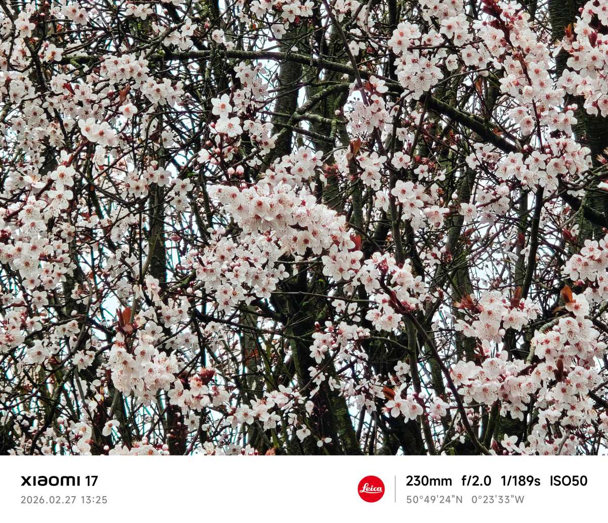 Xiaomi 17 camera sample blossom zoom 10x