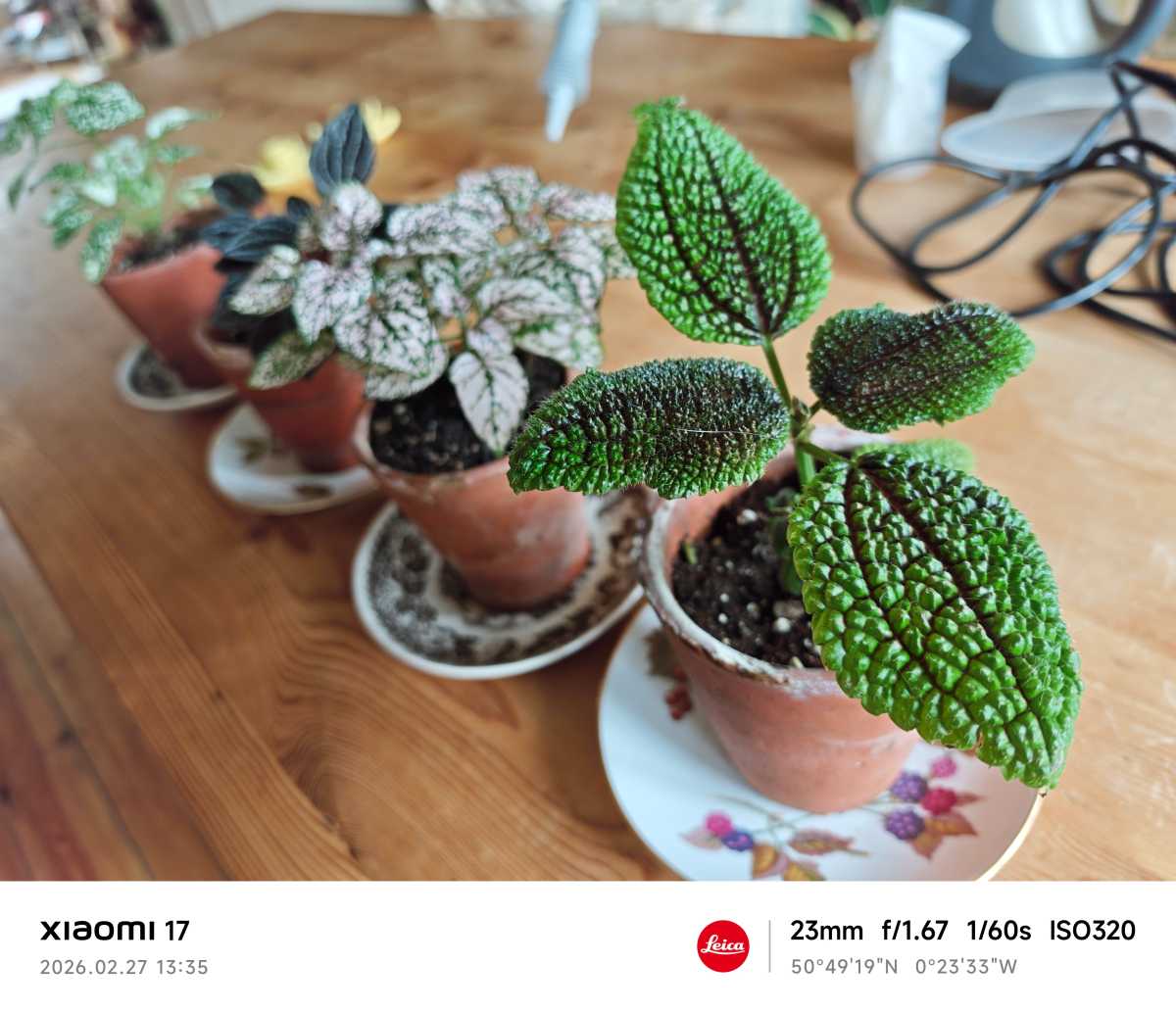 Xiaomi 17 camera sample potted plants