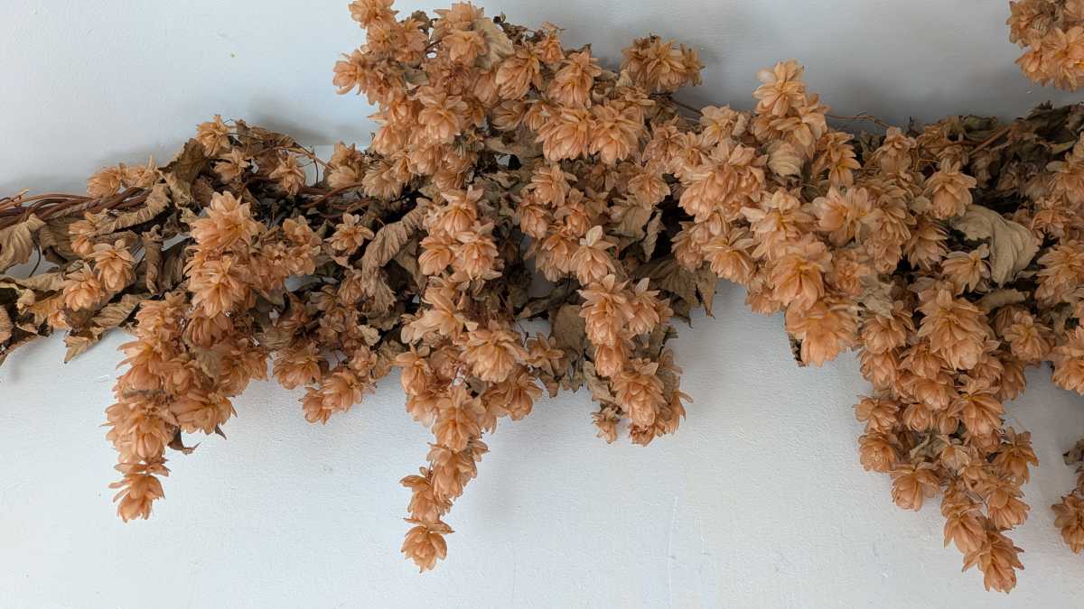 Pixel 10a camera test 15