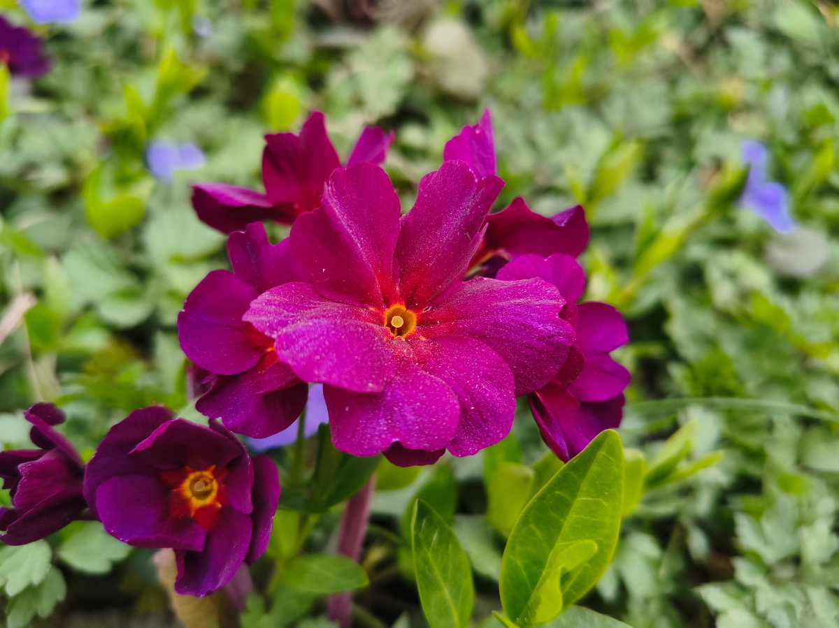 Poco X8 Pro Max Test Photo 4