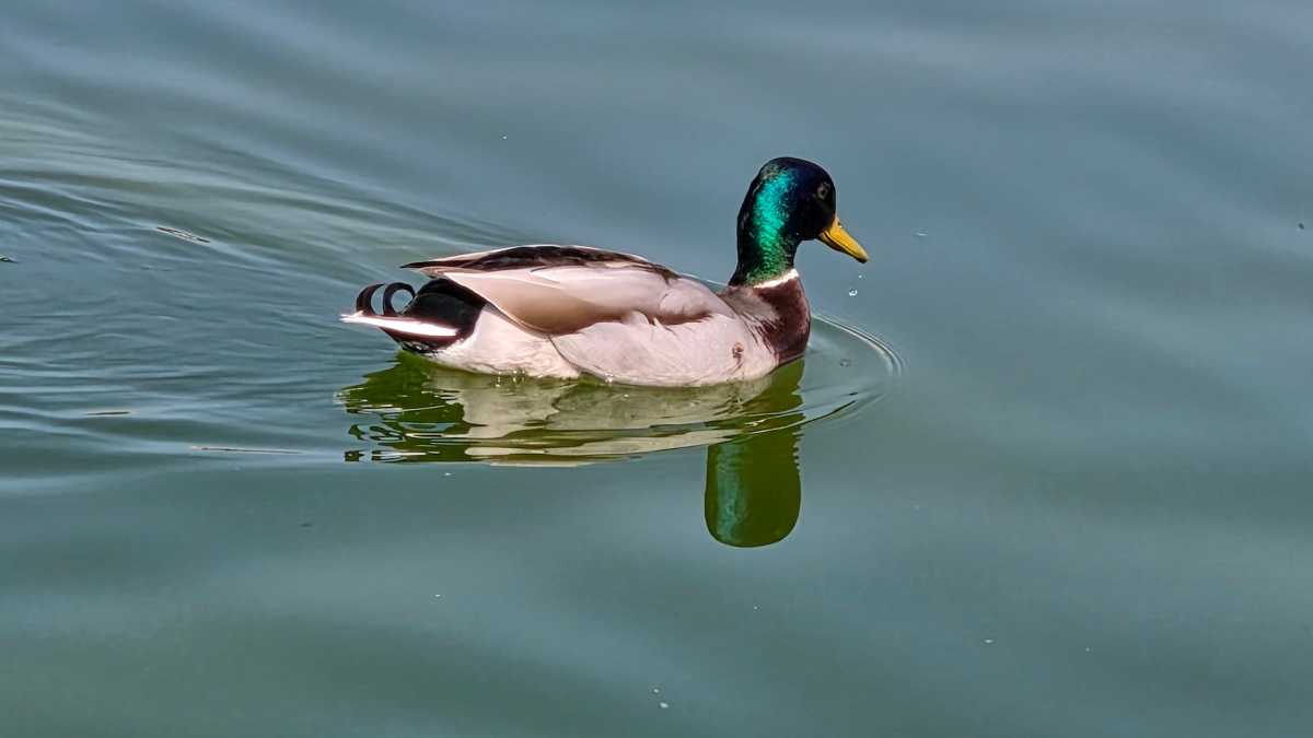 Samsung Galaxy S26 Photo3