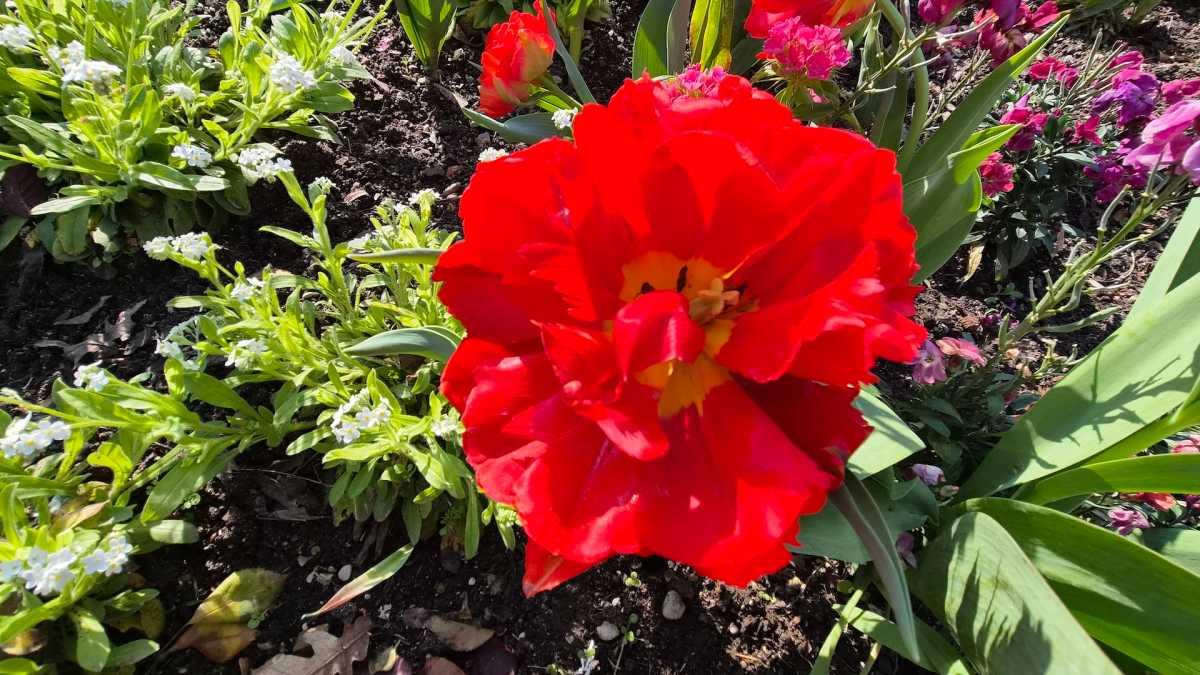 Samsung Galaxy S26 Photo6