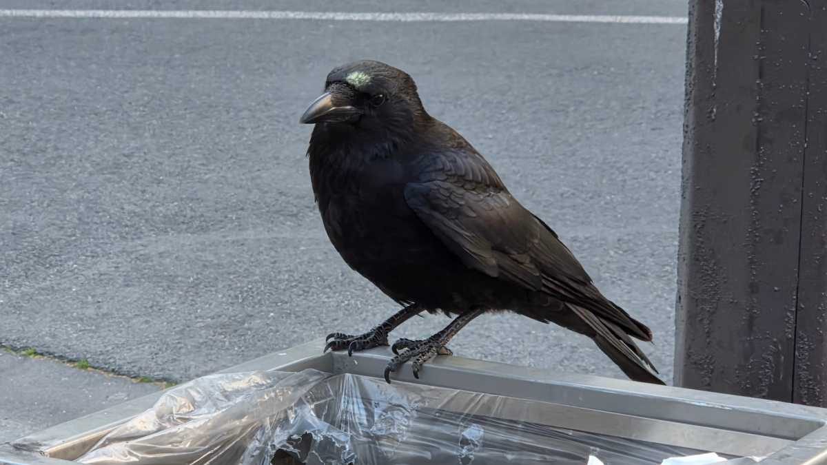 Samsung Galaxy S26 Photo9