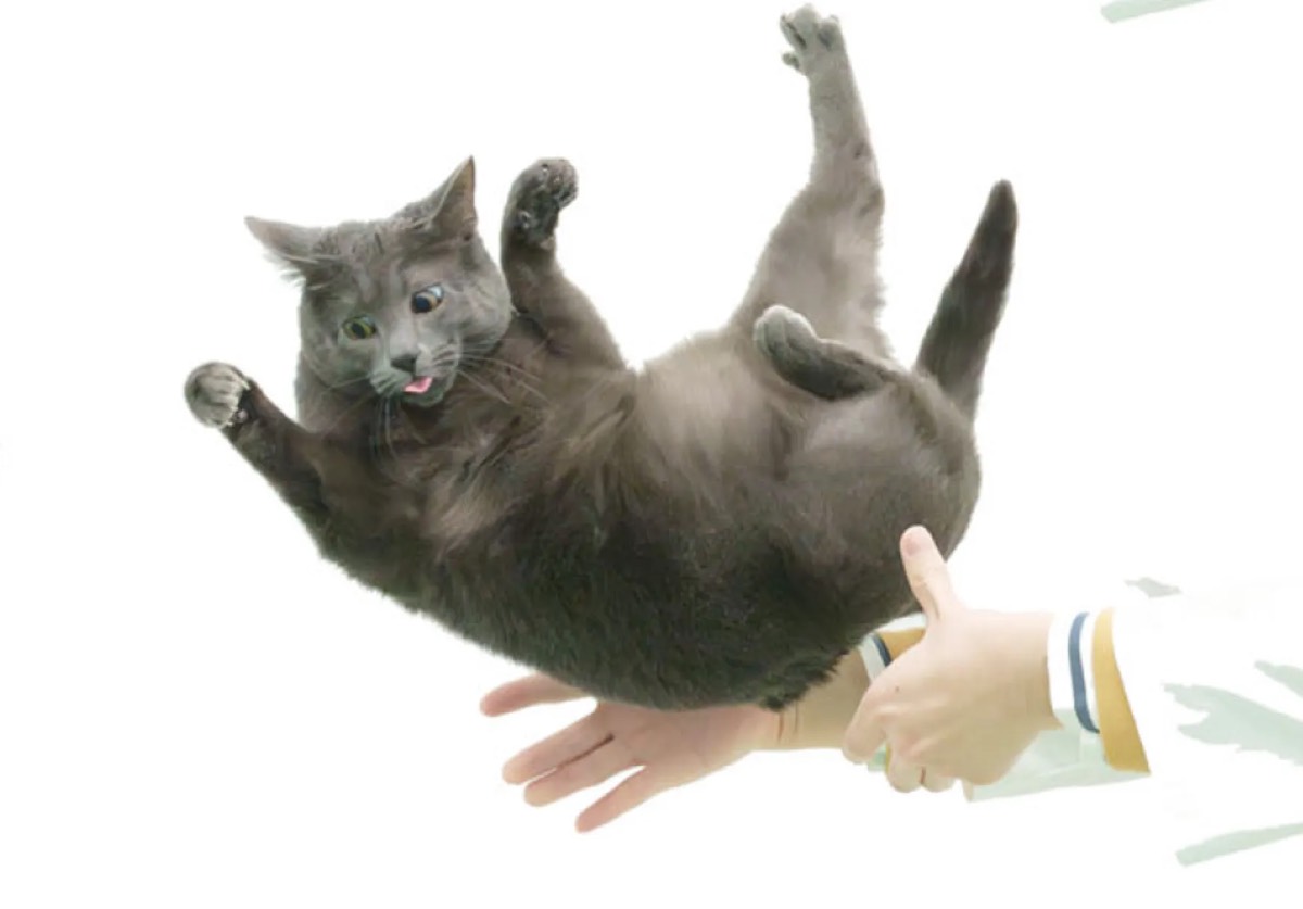 Cat falling and twisting to land on feet (with human nearby to catch)