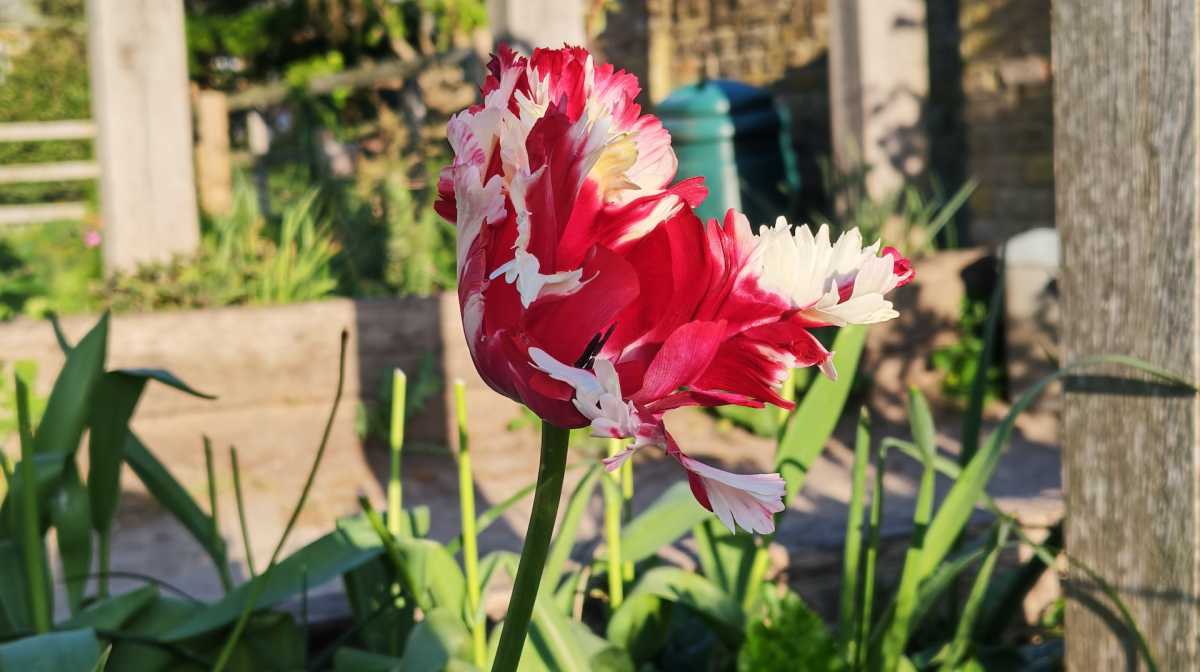 Honor 600 camera test2