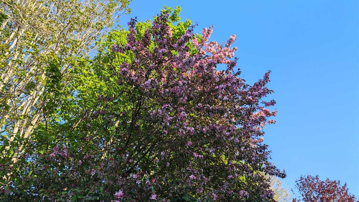 Honor 600 camera test4
