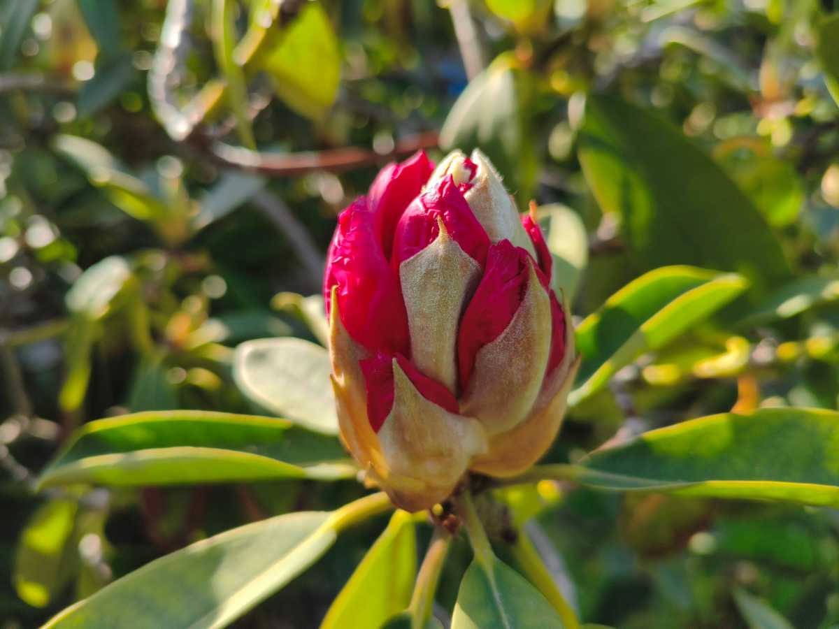 Poco X8 Pro sample image