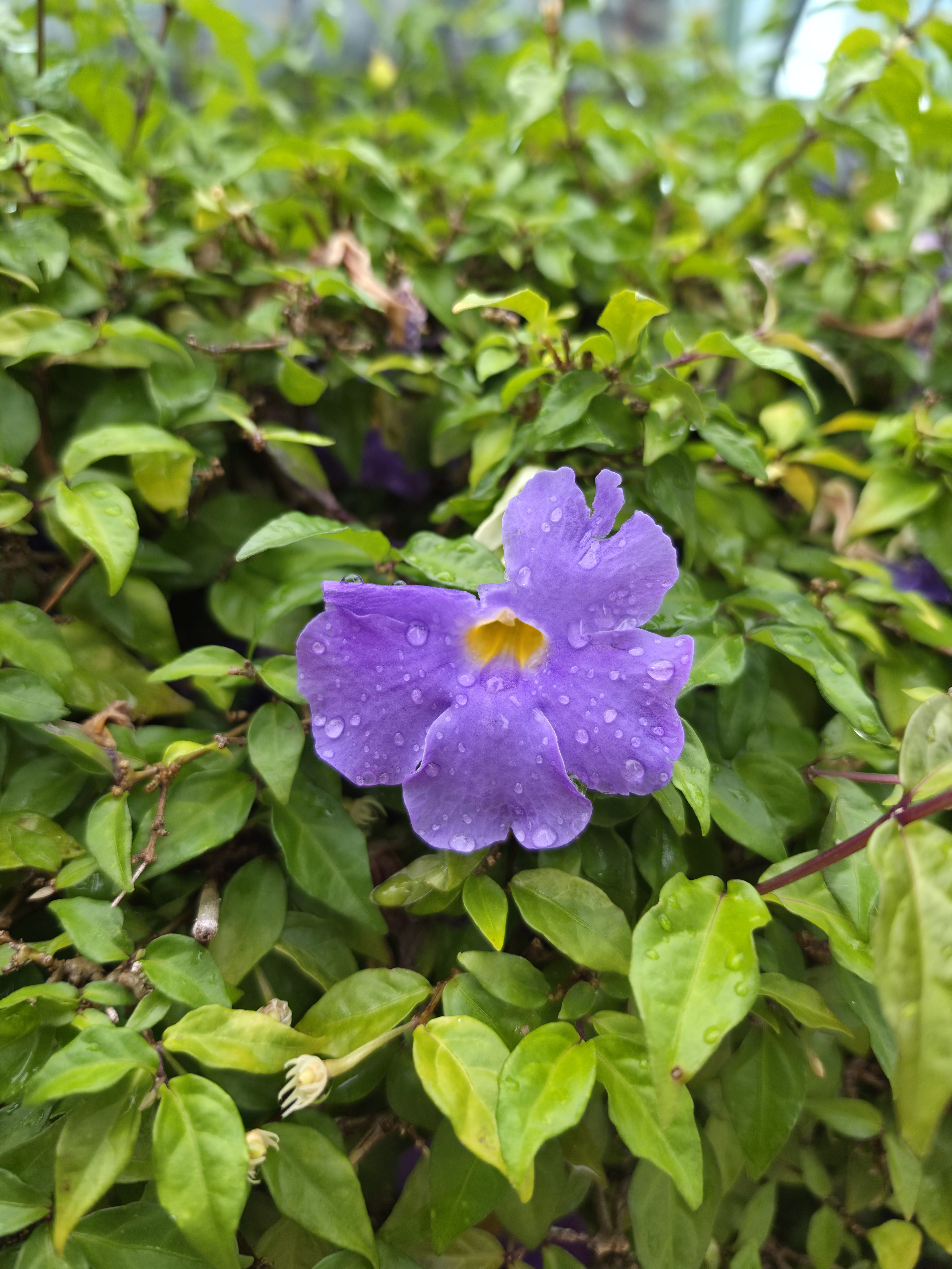 Galaxy S26 Ultra photo of a flower