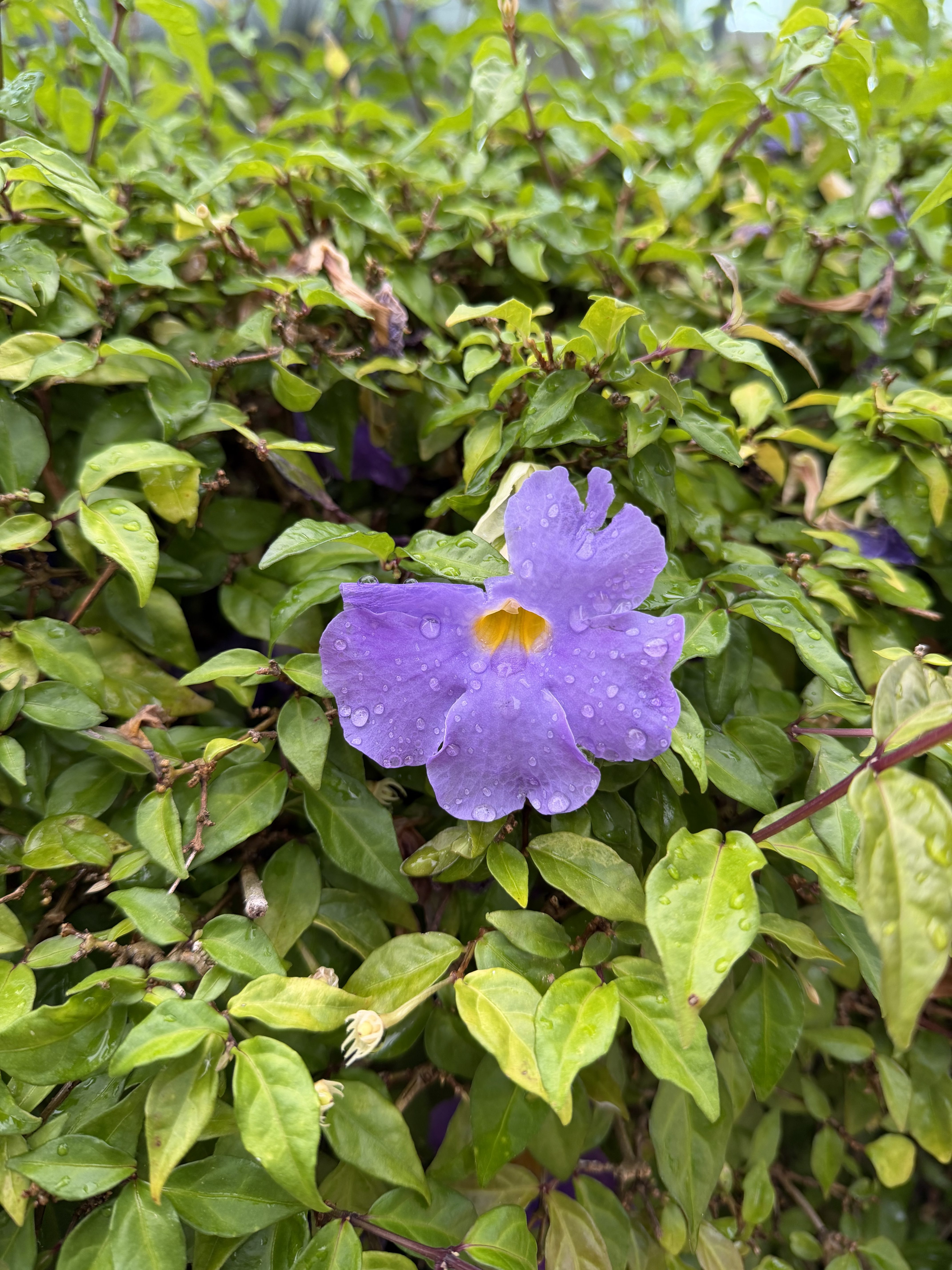 iPhone 17 Pro Max photo of a flower