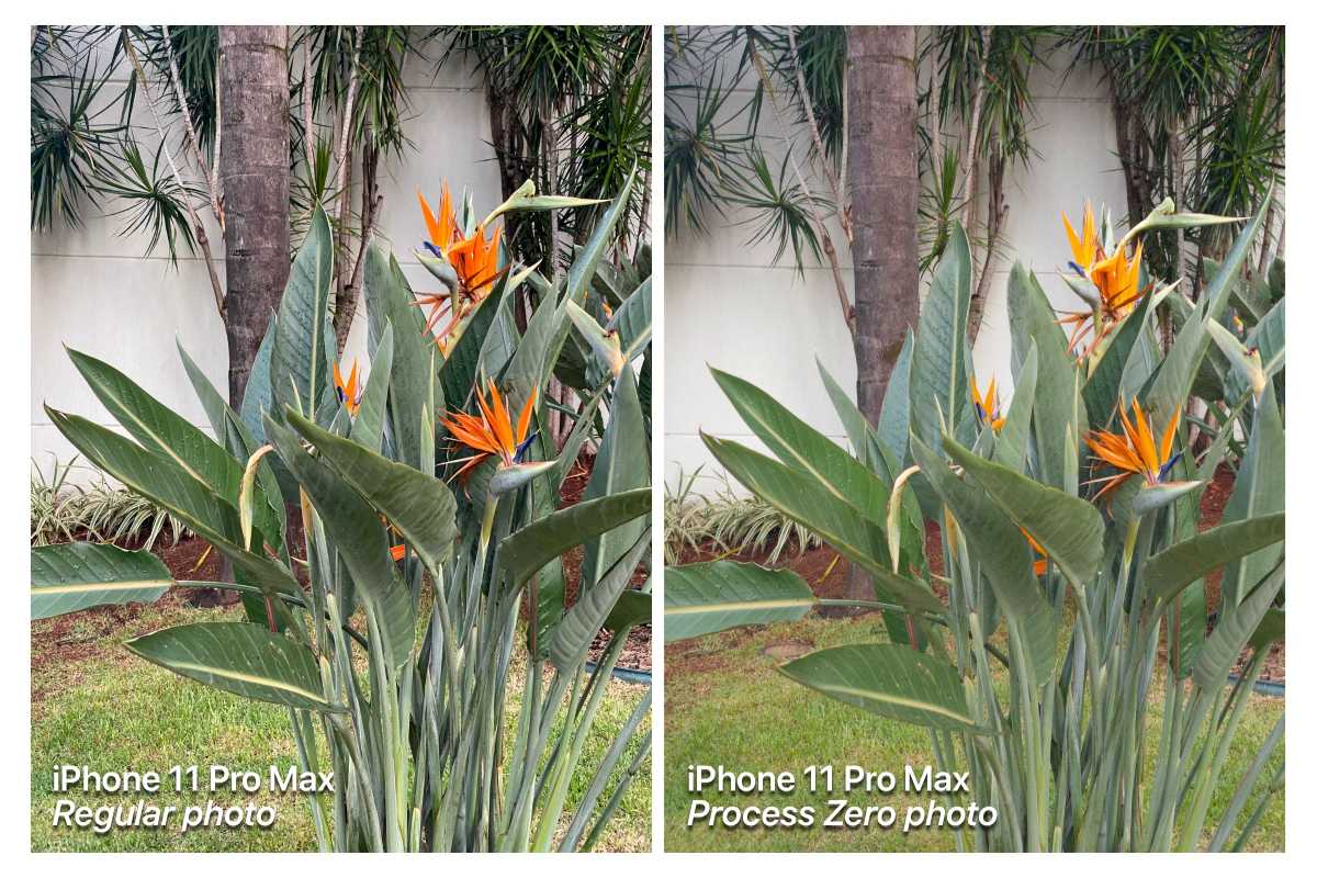 iPhone 11 photo comparison