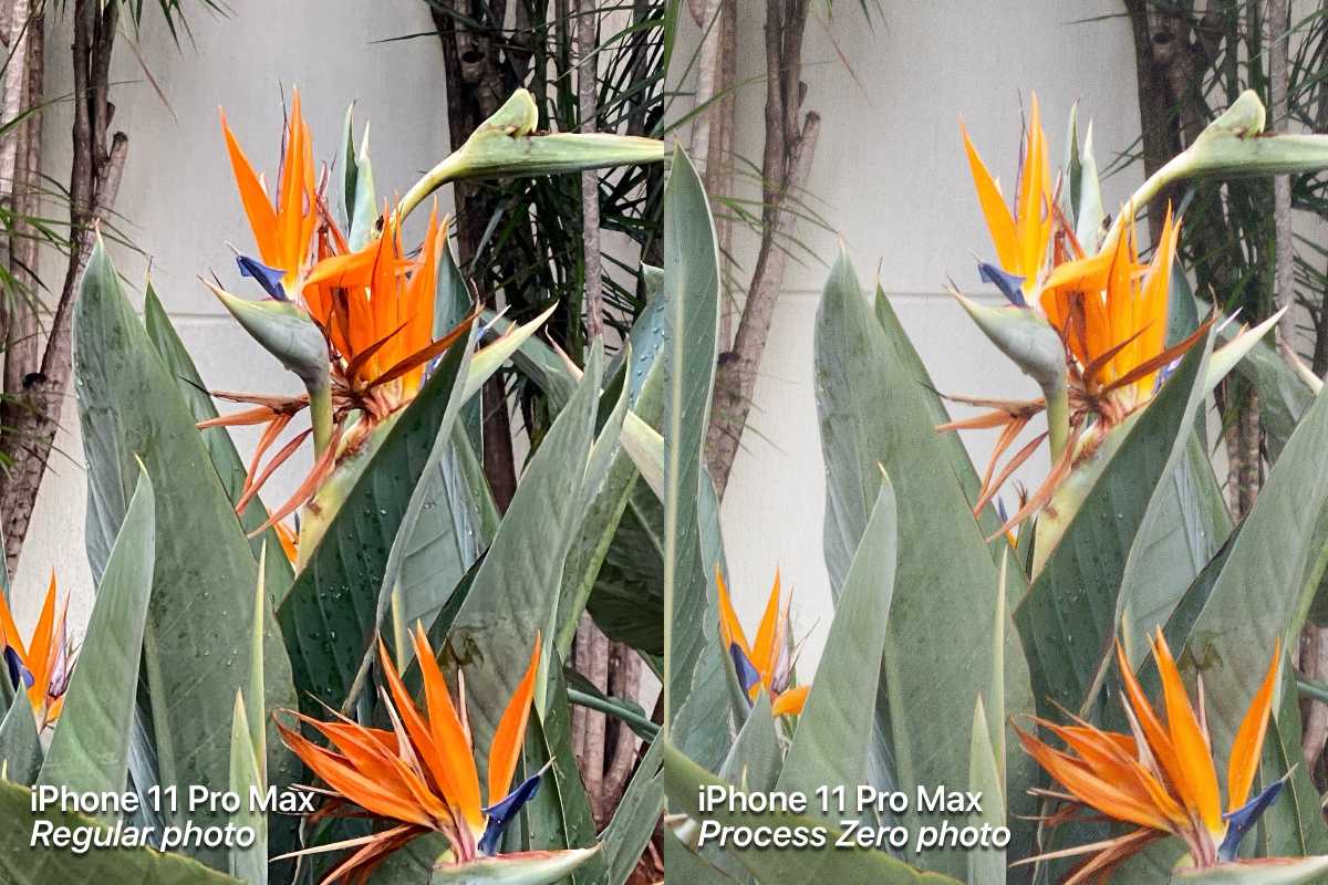 iPhone 11 compare closeup