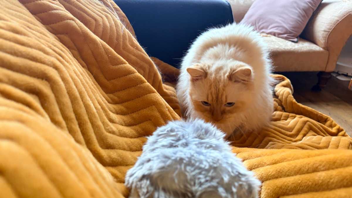 Moflin being investigated by a cat