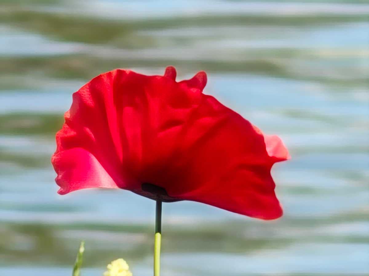 Flowers 100x