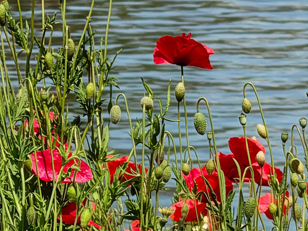 Flowers 30x