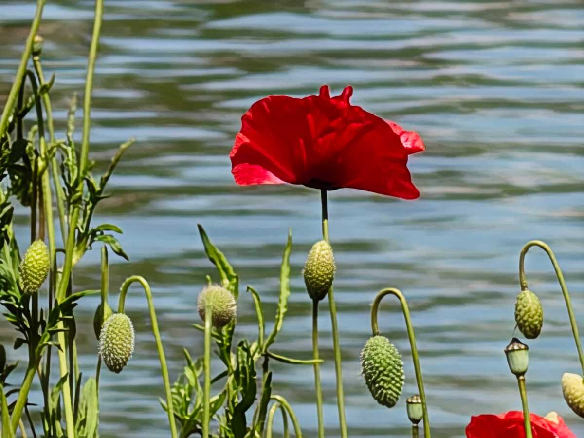 Flowers 50x