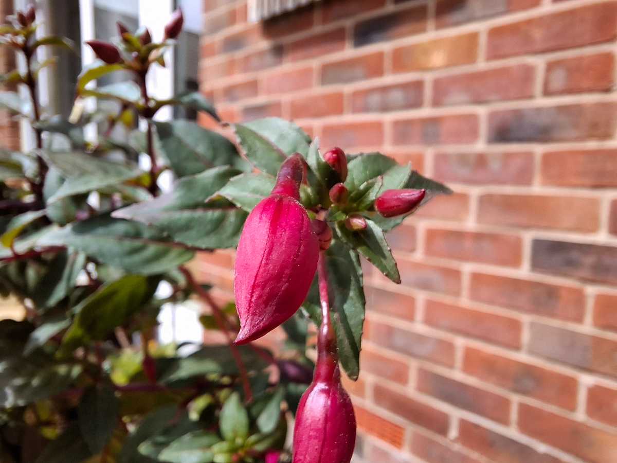 Samsung Galaxy A37 camera sample Macro 02