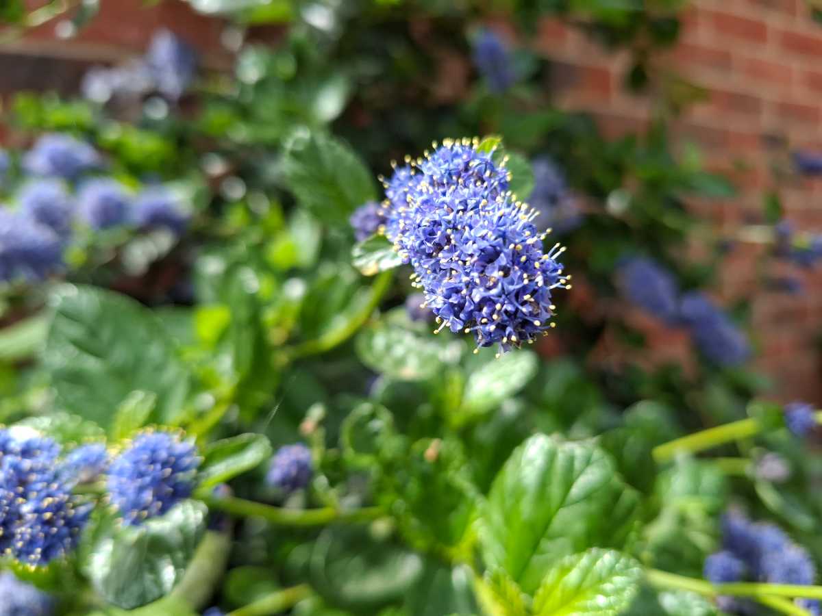 Samsung Galaxy A37 camera sample Macro 03