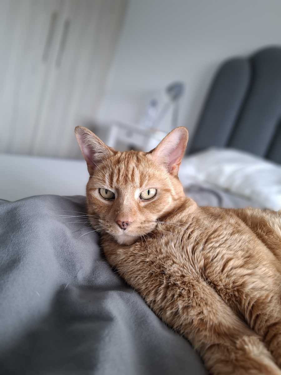 Samsung Galaxy A37 camera sample Portrait 1x