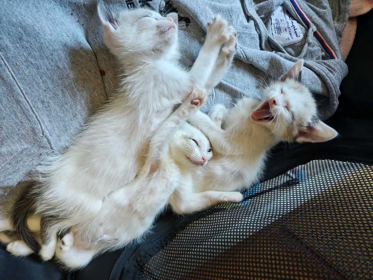 Foster kittens