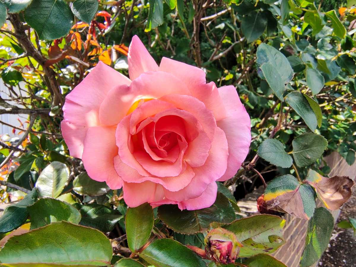 Moto Edge 70 Fusion camera samples 2