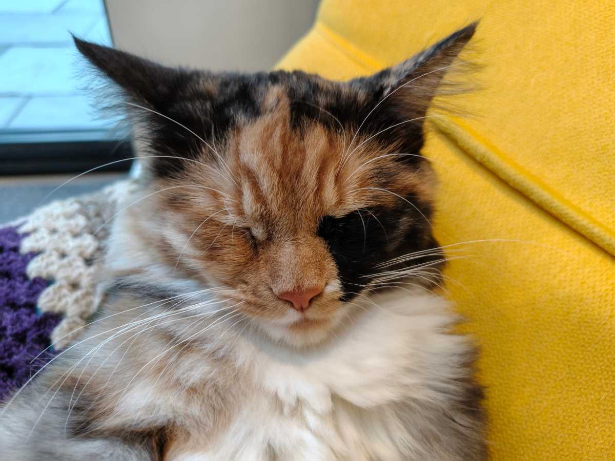Moto Edge 70 Fusion camera samples 8