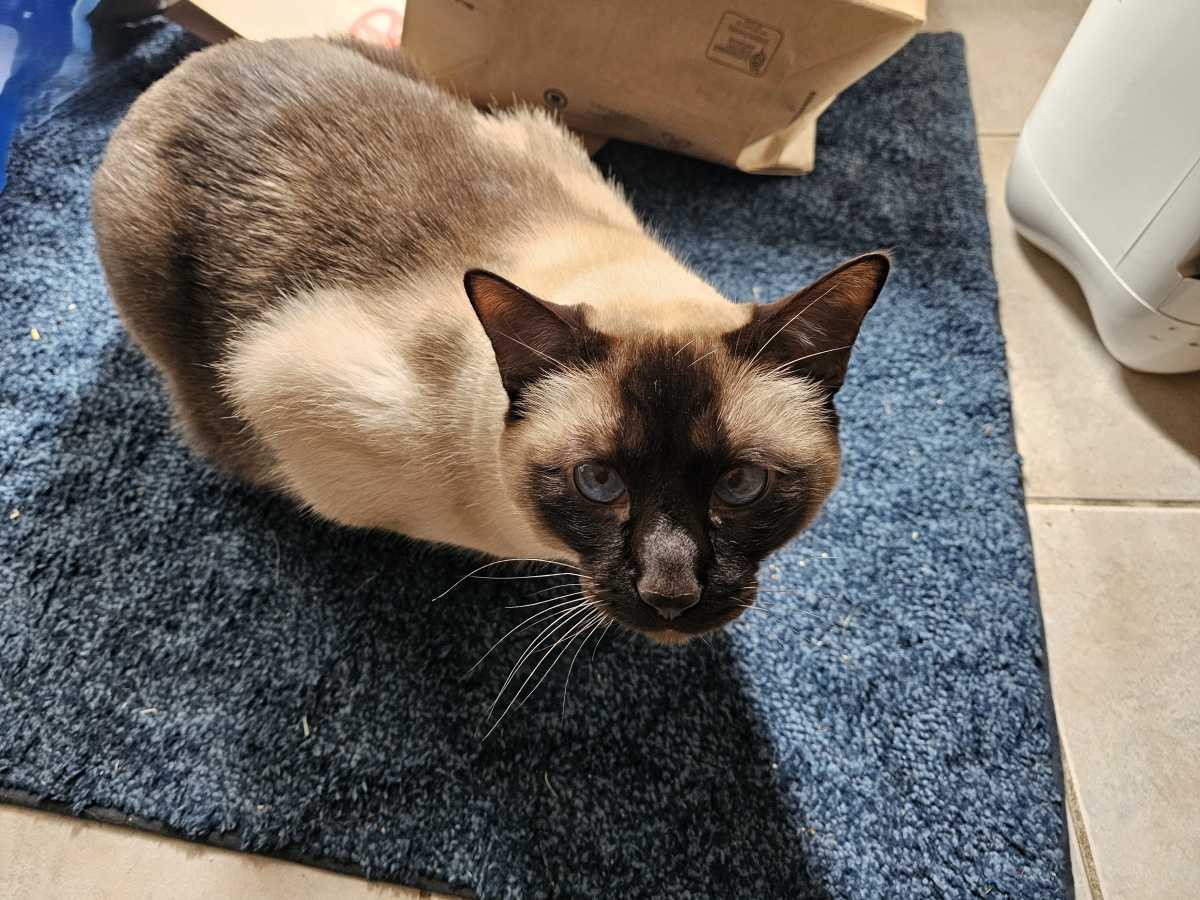 Cat tax