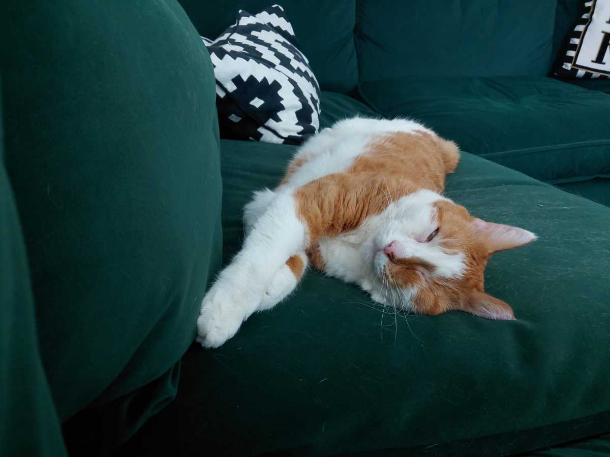 Cat 1