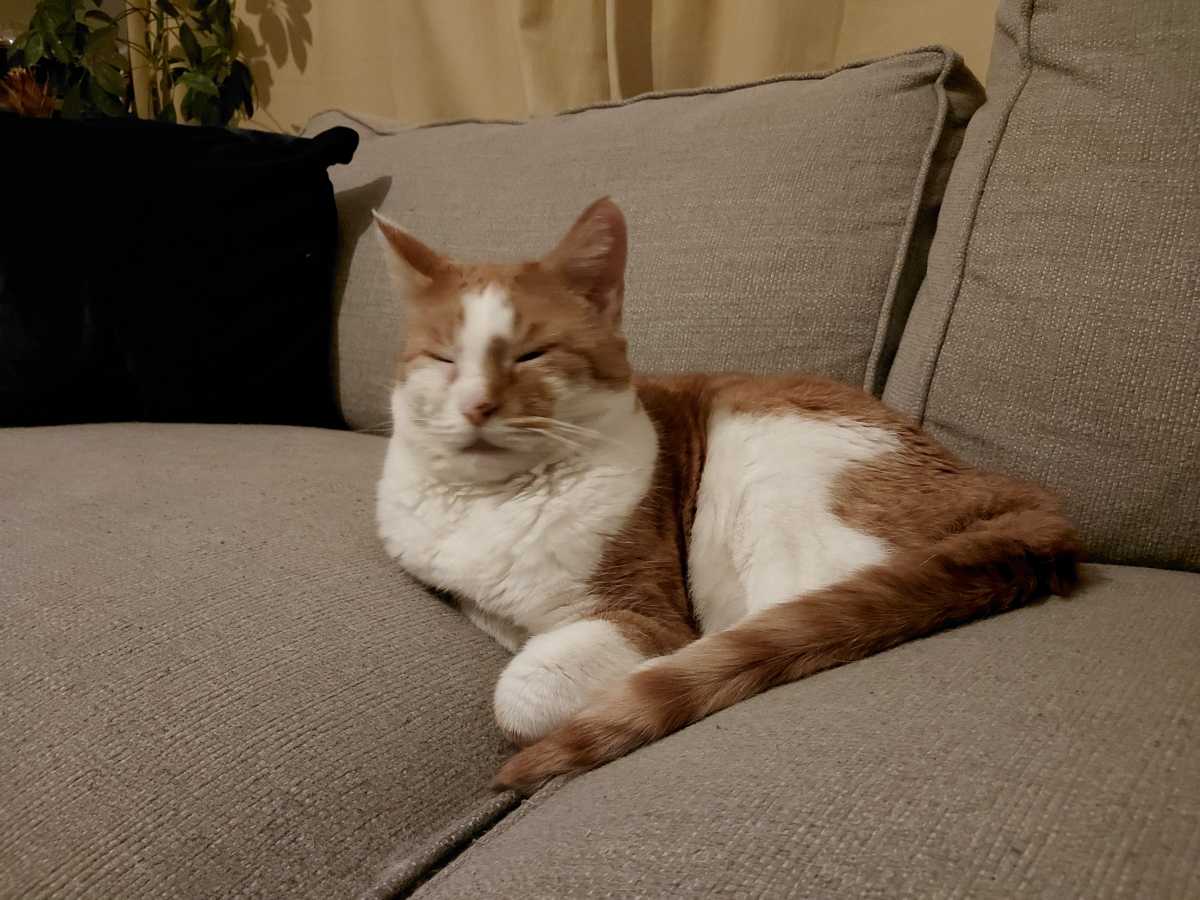 Cat 2