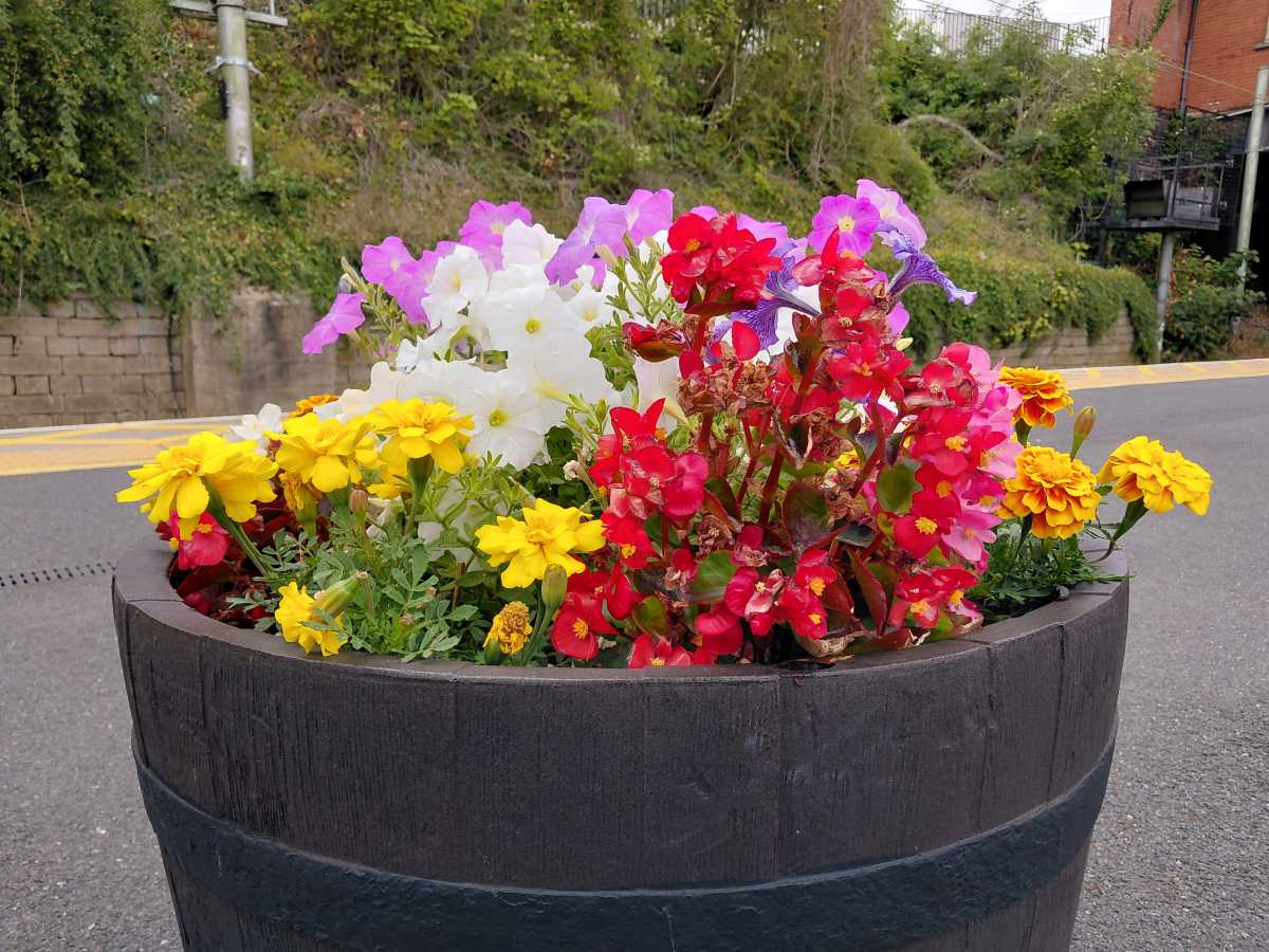 Flowers