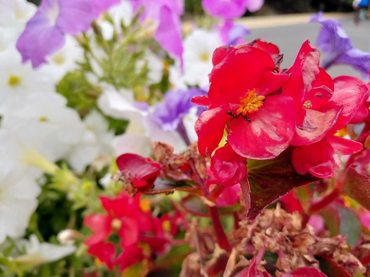 Macro