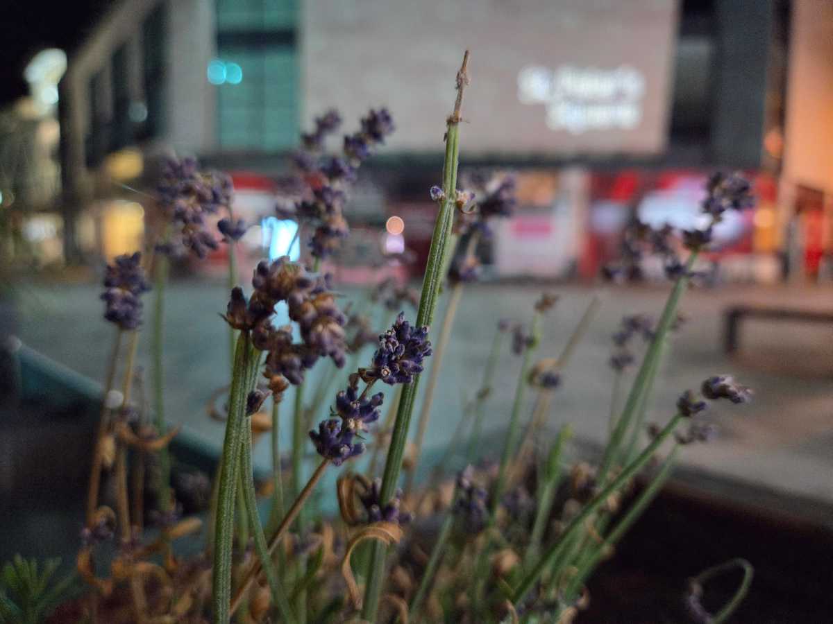 Samsung Galaxy Z fold 8 Test Photo 11