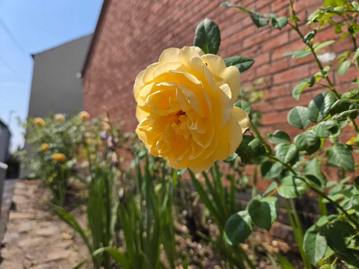 Samsung Galaxy Z fold 8 Test Photo 7