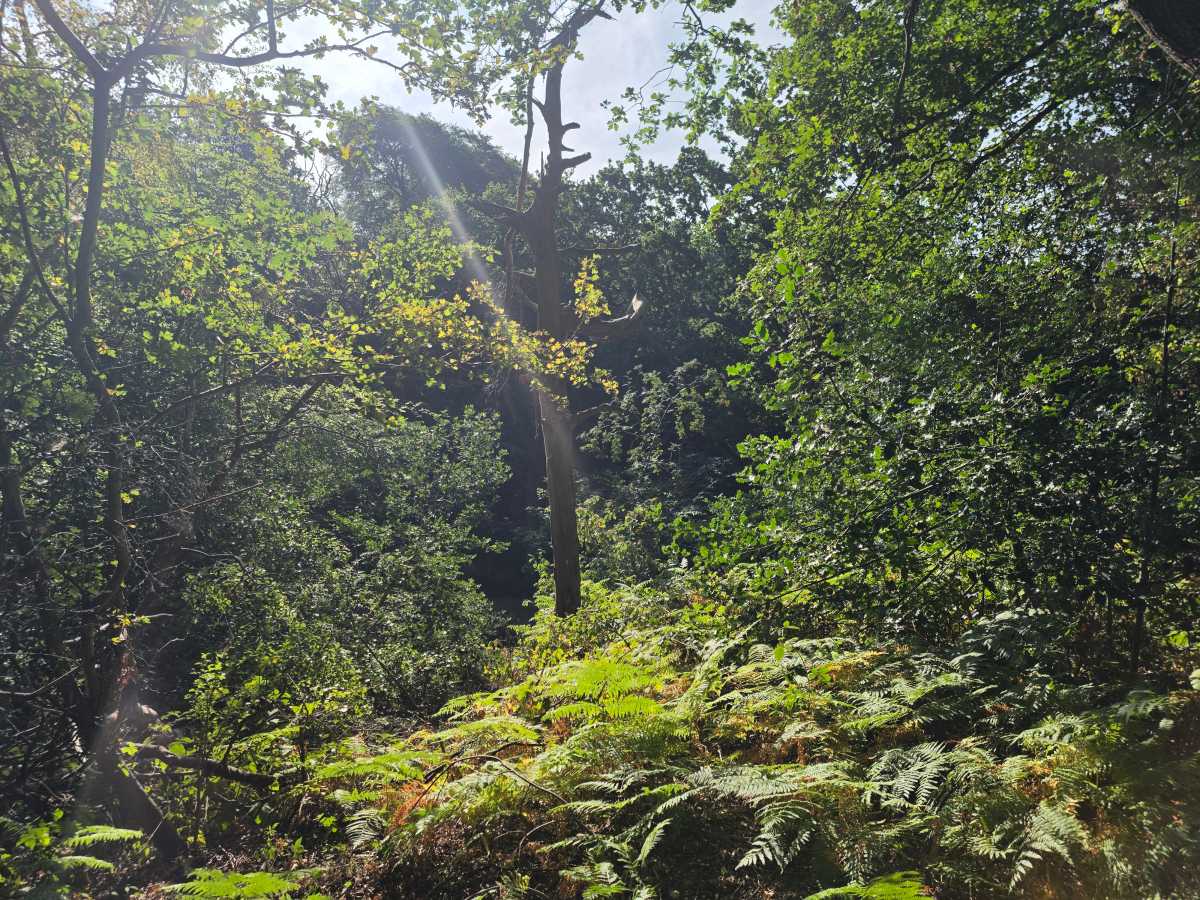 galaxy z fold 8 ultra camera test 12