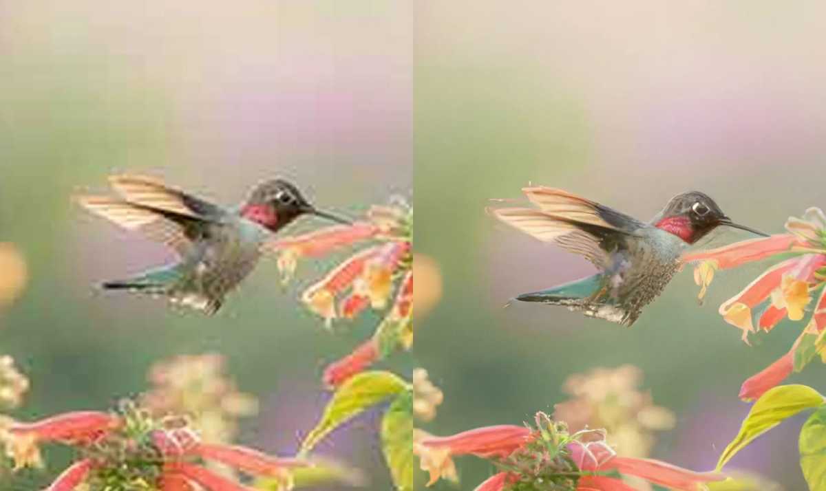 Adobe Firefly Upscale Image Bird