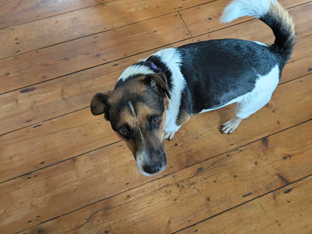 google pixel 11 pro camera sample 10
