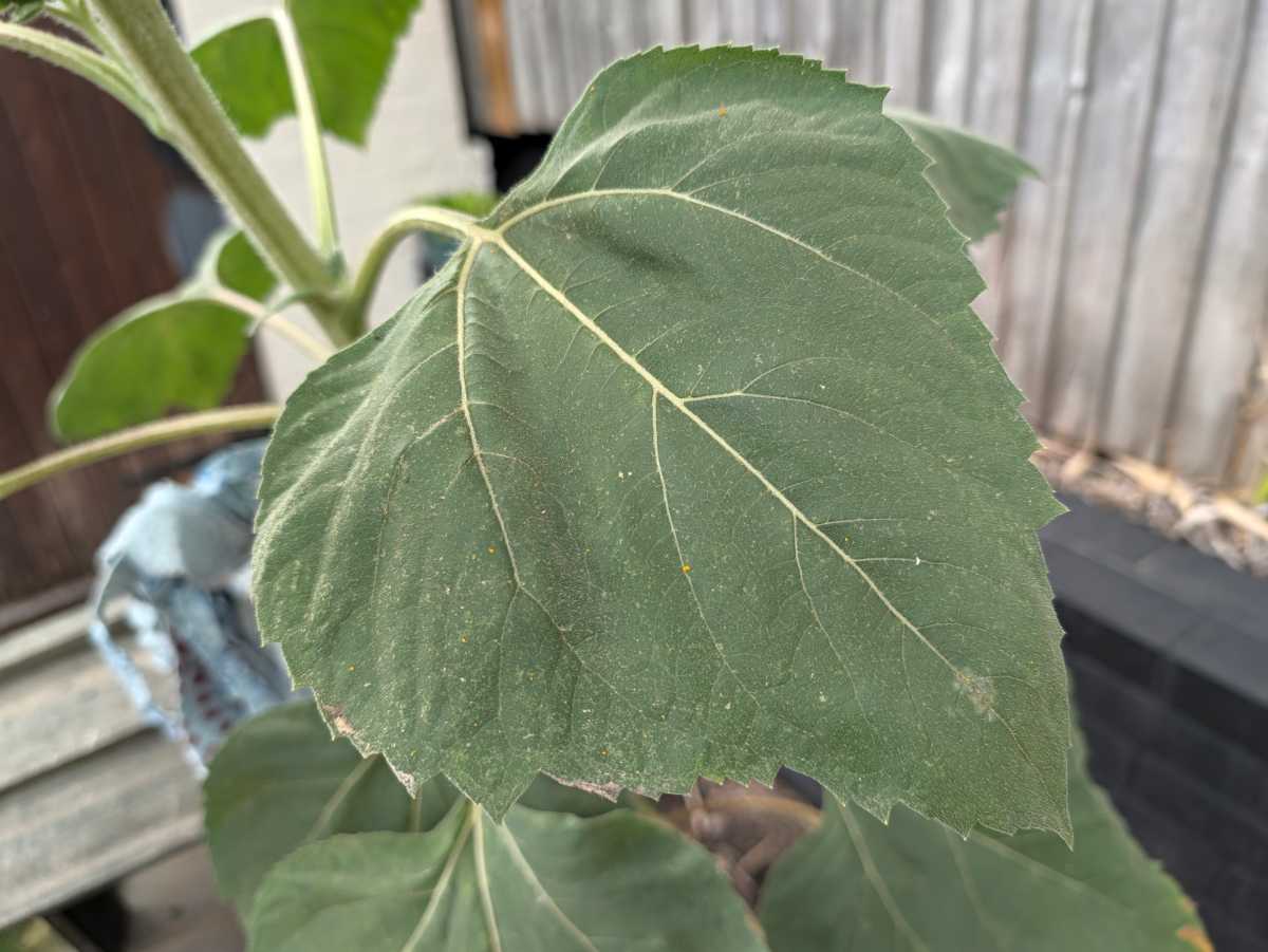 google pixel 11 pro camera sample 13